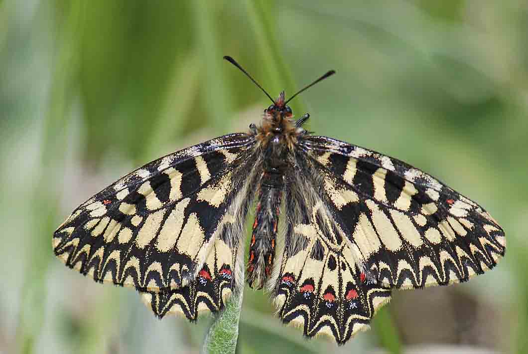 ancora su Zerynthia polyena e Zerynthia cassandra